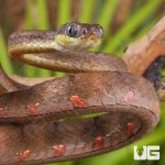 ug_white_spotted_cat_snake_3.jpg