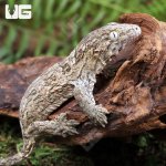 ug_Yate_x_Poindimie_x_Nu_Ana_Leachianus_Gecko_1.jpg