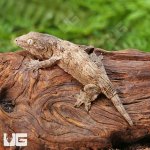 ug_Baby_Gran_Terra_Leachianus_Gecko_2_5.jpg