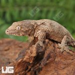 ug_Baby_Gran_Terra_Leachianus_Gecko_2_4.jpg
