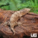 ug_Baby_Gran_Terra_Leachianus_Gecko_2_3.jpg