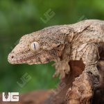 ug_Baby_Gran_Terra_Leachianus_Gecko_2_2.jpg
