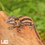 ug_Baby_Colored_Striped_Gargoyle_Gecko_1.jpg
