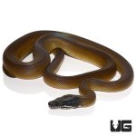 ug_new_d'alberts_white_lipped_python_2.jpg