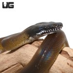 ug_new_d'alberts_white_lipped_python_1.jpg