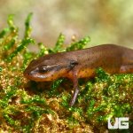 ug_new_peninsula_newt_3.jpg