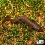 ug_new_peninsula_newt_2.jpg