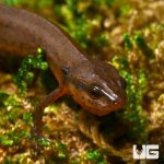 ug_new_peninsula_newt_1.jpg