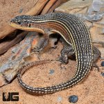 ug_Major_Plated_Lizard_4.jpg