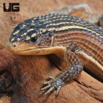 ug_Major_Plated_Lizard_3.jpg
