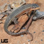 ug_Major_Plated_Lizard_2.jpg