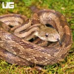 ug_Gulf_Hammock_Rat_Snake_4.jpg