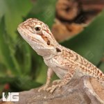 ug_genstripe_leatherback_bearder_dragon_2.jpg