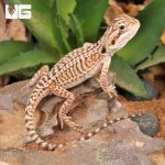 ug_genstripe_leatherback_bearder_dragon_1.jpg