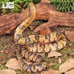 ug_False_Water_Cobra_4.jpg