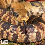 ug_False_Water_Cobra_2.jpg