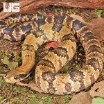 ug_False_Water_Cobra_1.jpg