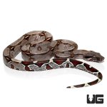 ug_baby_suriname_redtail_boa_4.jpg