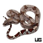 ug_baby_suriname_redtail_boa_3.jpg
