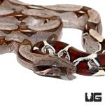 ug_baby_suriname_redtail_boa_1.jpg