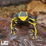 UG_Adult_Alanis_Tinctorius_Dart_Frog_3.jpg