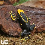 UG_Adult_Alanis_Tinctorius_Dart_Frog_2.jpg
