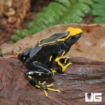 UG_Adult_Alanis_Tinctorius_Dart_Frog_1.jpg