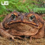 ug_Suriname_Giant_Marine_Toad_3.jpg