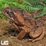 ug_Suriname_Giant_Marine_Toad_2.jpg