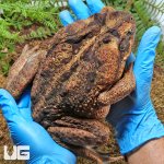 ug_Suriname_Giant_Marine_Toad_1.jpg
