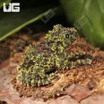 ug_Vietnamese_Mossy_Frog_5.jpg