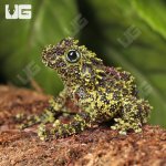 ug_Vietnamese_Mossy_Frog_4.jpg