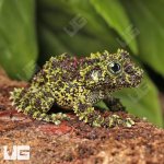 ug_Vietnamese_Mossy_Frog_2.jpg