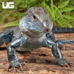 ug_Giant_Dusky_Ameiva_4.jpg
