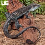 ug_Giant_Dusky_Ameiva_3.jpg