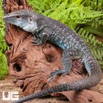 ug_Giant_Dusky_Ameiva_1.jpg