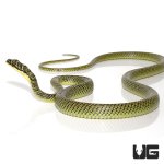 ug_ornate_flying_snake_3.jpg