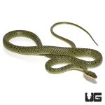 ug_ornate_flying_snake_4.jpg