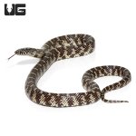 ug_yearling_florida_kingsnake_3.jpg