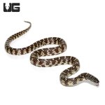 ug_yearling_florida_kingsnake_2.jpg