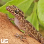 ug_Santana_Bent_Toed_Gecko_4.jpg
