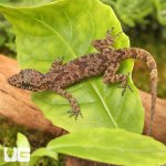 ug_Santana_Bent_Toed_Gecko_2.jpg