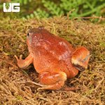 ug_Burmese_Squat_Frog_3.jpg