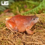 ug_Burmese_Squat_Frog_2.jpg