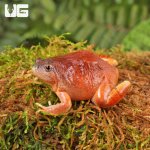 ug_Burmese_Squat_Frog_1.jpg