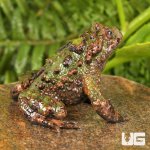 ug_Small_Webbed_Bell_Toad_4.jpg