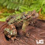ug_Small_Webbed_Bell_Toad_3.jpg