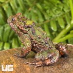ug_Small_Webbed_Bell_Toad_2.jpg