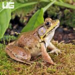 ug_bronze_frog_4.jpg