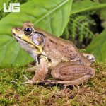 ug_bronze_frog_3.jpg